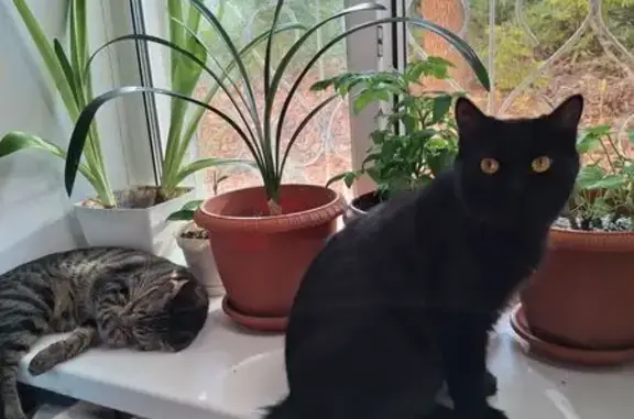 Кошки потеряшки, Хабаровск, фото: Потеряшка кошка, Доступный пер. 4, Хабаровск