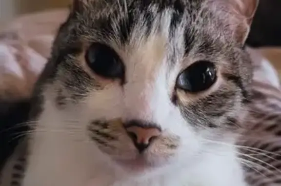 Кошки потеряшки, Улан-Удэ, фото: Потеряшка кошка, Октябрьская ул. 21, Улан-Удэ