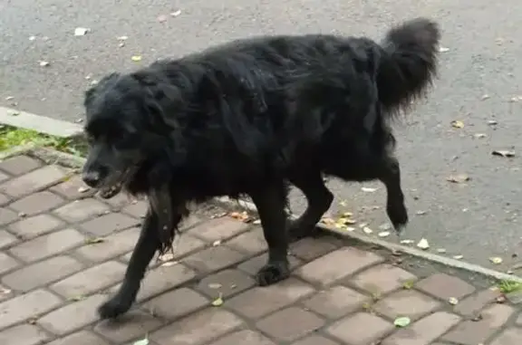 Собака найдена: Малаховская ул., Красноярск