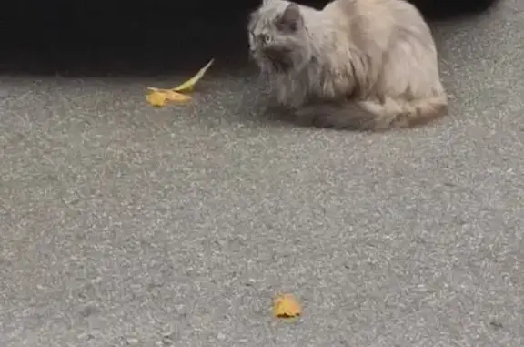 Серая кошка найдена, Новогодняя 38