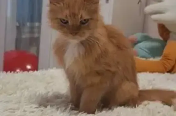 Кошка найдена: Якорная ул, 6 с2, Москва