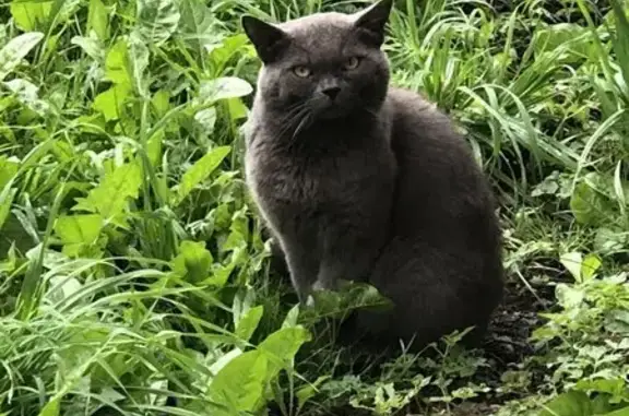 Найдена кошка, Новокузнецк, фото: Кошка найдена, ул. Тольятти, Новокузнецк