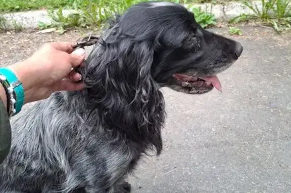 Собака найдена: Ватутина 60, Первоуральск