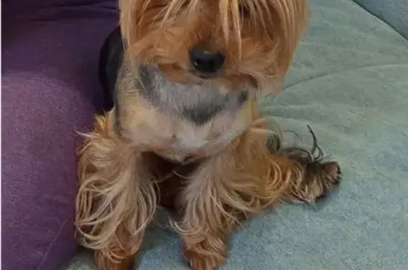 Собаки потеряшки, Томск, фото: Потеряшка собака, Рабочая ул., Томск