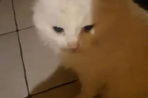 Пропала белая кошка, Новосибирск