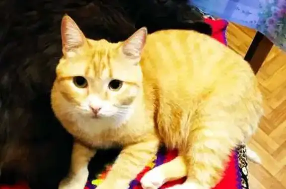 Кошки потеряшки, Ярославская область, фото: Потеряшка рыжая кошка, Волгоградская 51