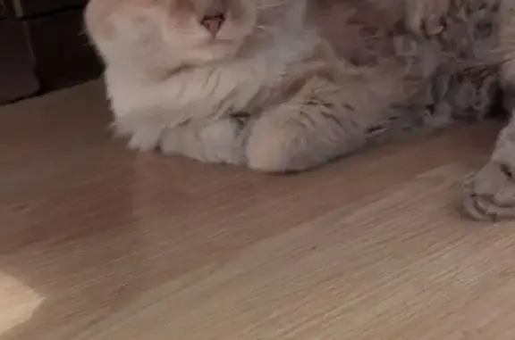 Кошка найдена у магазина 