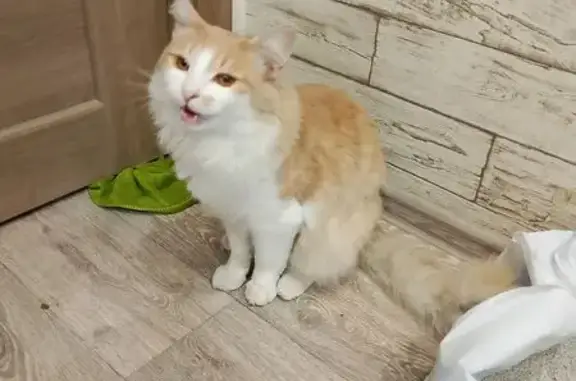 Кошка найдена, Кремлёвская ул. 16А, Казань