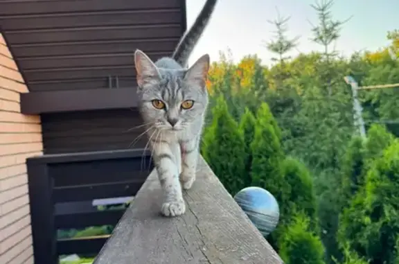 Кошки потеряшки, Тамбов, фото: Потеряшка кошка Боня, Балашовская, Тамбов