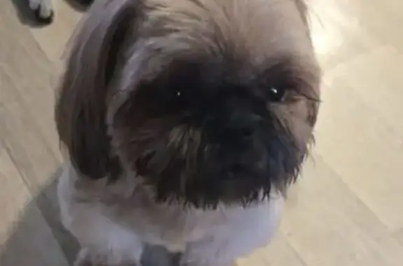 Пропала рыжая шитцу, Озёрский округ