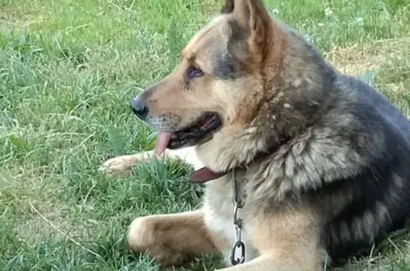 Собаки потеряшки, Кимры, фото: Потеряшка собака, Орджоникидзе 8, Кимры