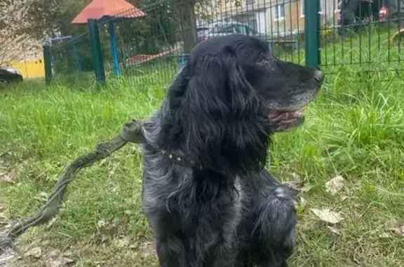 Найдена собака в Первоуральске, Свердл. обл.