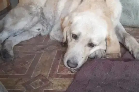 Найдена собака, , фото: Лабрадор найден в СНТ Лопатино, ищем хозяев!