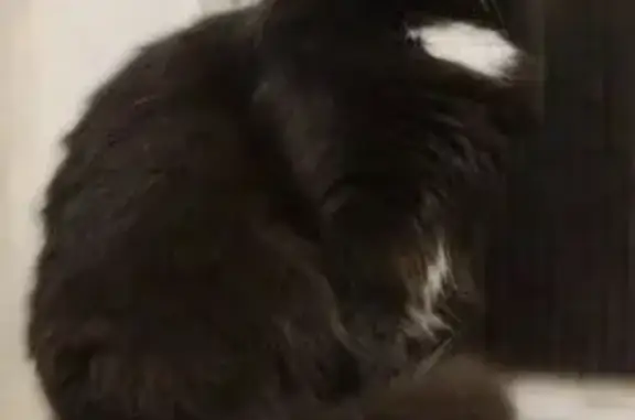 Пропала кошка, Ленина 15, Красноуральск