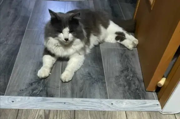 Кошка найдена: ул. Бушуева, Тюмень