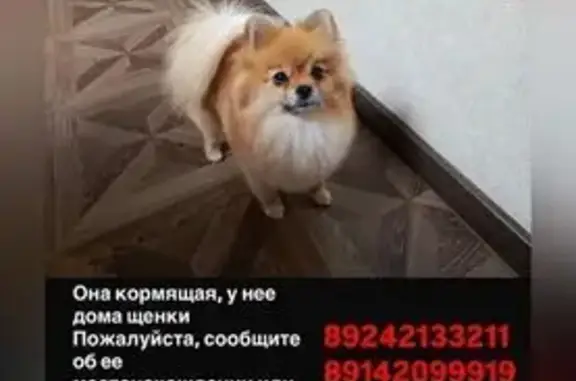 Пропала собака, Хабаровский край