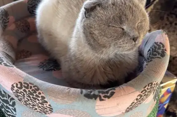 Найдена кошка, Андреевка, фото: Найдена кошка, Староандреевская 59