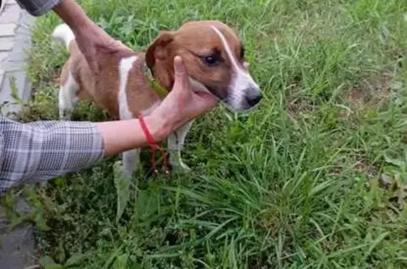 Собака найдена: Малая Покровская 30/31