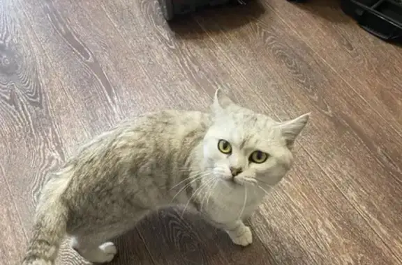 Найдена кошка, , фото: Кошка найдена: Пушкинская ул., Ижевск
