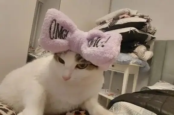 Пропала белая кошка, Нежинский, Волгоград