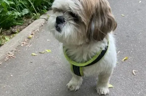 Пропала собака, Веерная ул. 30, Москва