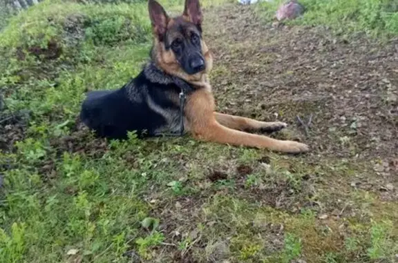 Пропала собака, ул. Хлобыстова, Мурманск