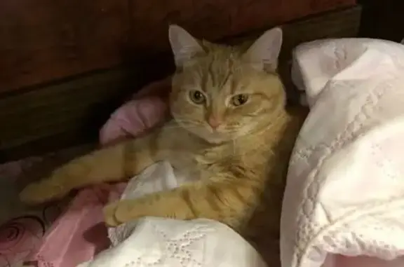 Пропала кошка, Ванчакова 39-41, В.Волочек