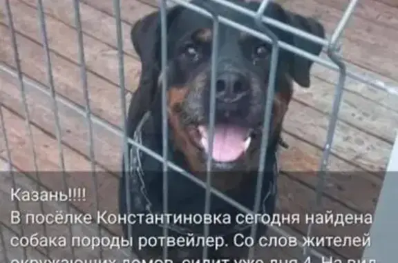 Найдена собака, , фото: Собака найдена: Казань, Татарстан