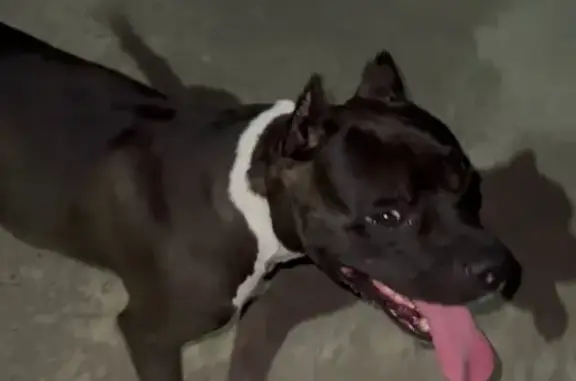 Стафф найден: ул. Мира, Новый