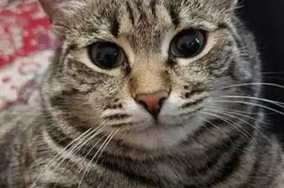 Кошки потеряшки, Североуральск, фото: Потеряшка кошка, Октябрьская 15, Североуральск