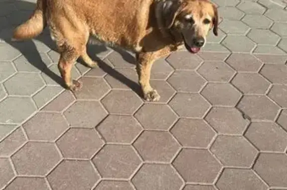 Собаки потеряшки, Томск, фото: Потеряшка собака, Ботанический пер., 3, Томск