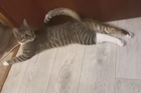 Кошки потеряшки, Москва, фото: Потеряшка кот Кузя, Окружной проезд, 22/64