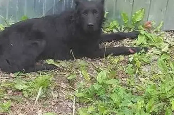 Собака найдена: Ургальская ул., Хабаровск