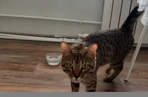 Кошка найдена: пр. Победы, 3, Тверь