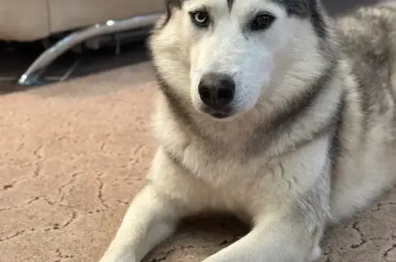 Найдена собака, , фото: Найден хаски: улица Полина, 1, Рязань