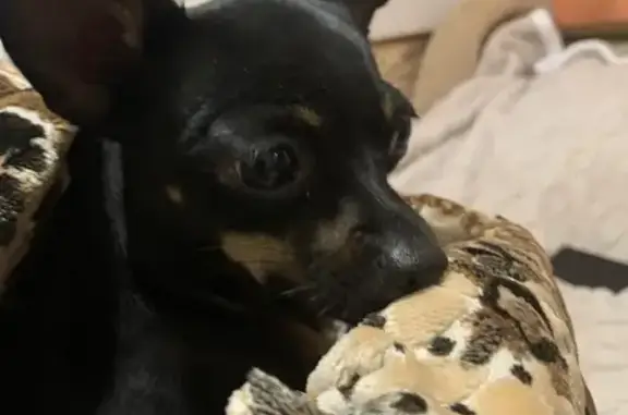 Собака найдена: Долгое, Белгородская обл.