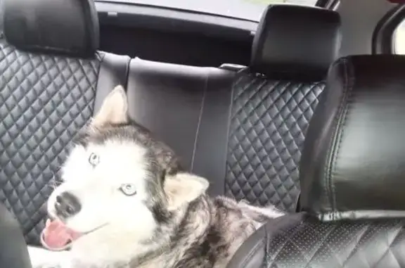 Найдена собака, Тульская область, фото: Найдена собака в Лазаревском, Тула