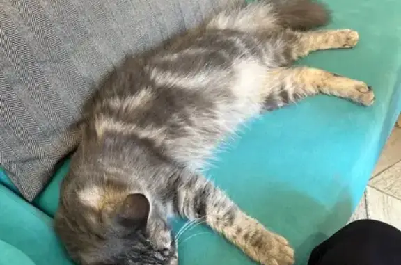 Найдена кошка, Екатеринбург, фото: Кошка найдена, ул. Попова 9, Екатеринбург