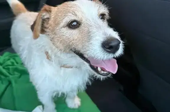 Найдена собака, Челябинск, фото: Белый Джек Рассел найден у 