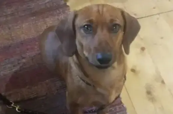 Найдена собака, Рязанская область, фото: Рыжий пёс найден в Турлатово, Рязань