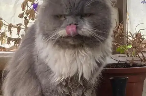 Кошка найдена на Октябрьской улице, Тула