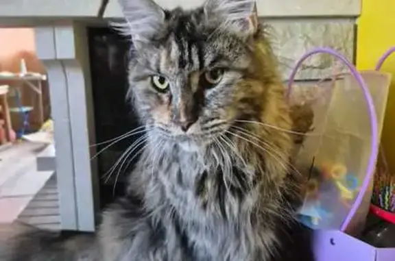 Пропала кошка, Добручинская волость