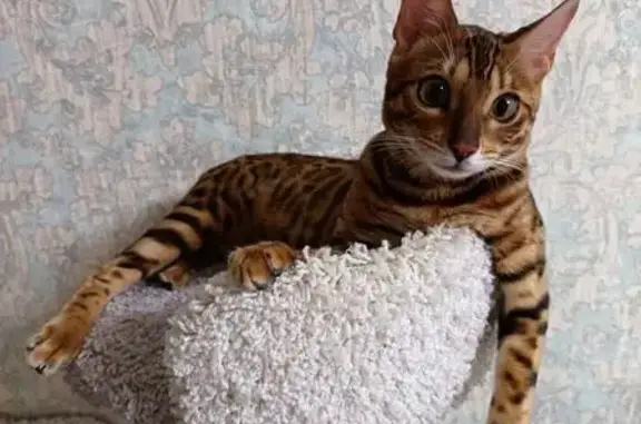 Кошки потеряшки, Липецк, фото: Потеряшка бенгальская кошка, Свиридова 6