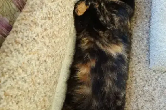 Пропала кошка, Балтийская ул. 15, Казань