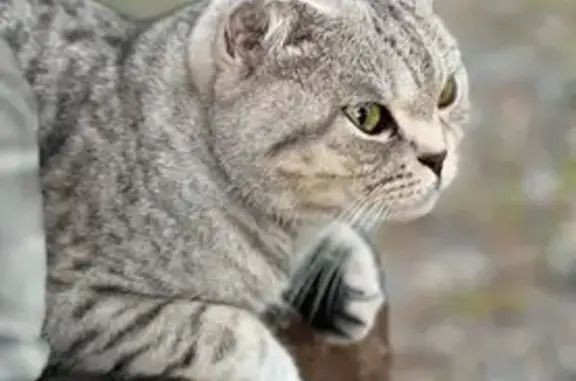 Пропала кошка у домика №2, Новая Бухтарма - photo