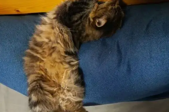 Пропала кошка, Вичуга, Ивановская обл.