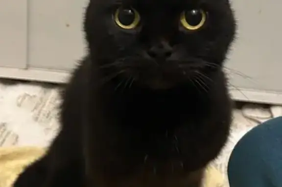 Кошка найдена: Сыртлановой 4, Казань