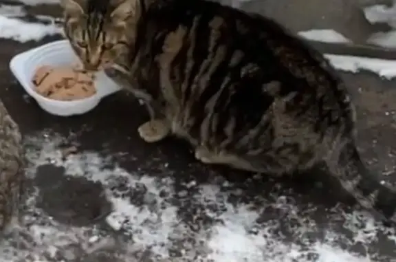 Кошки потеряшки, Москва, фото: Потеряшка кошка Маруся, ул. Заморёнова