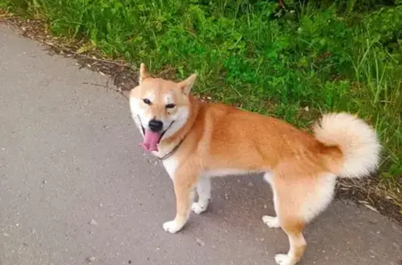 Собаки потеряшки, Московская область, фото: Потеряшка собака в районе Петрищево, МО