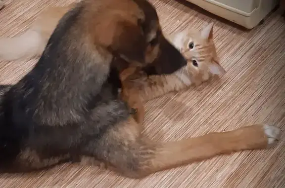 Собаки потеряшки, Новокуйбышевск, фото: Потеряшка собака на Складском проезде, Новокуйбышевск